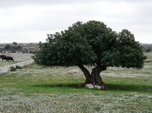 carrubo
