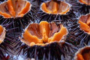 ricci