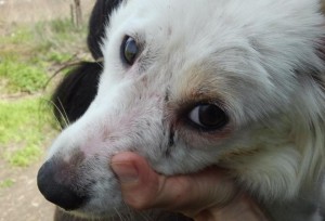 cane