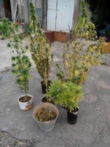 foto1 (1)