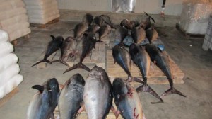 maxi sequestro tonno rosso