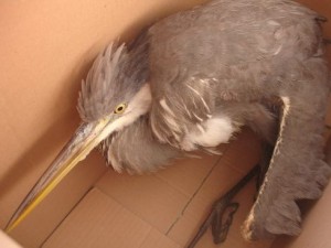airone cenerino salvato