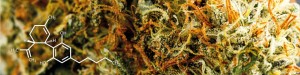 slide_pagine_cannabis_cdb-1920x480