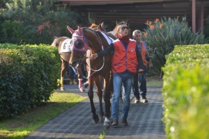 ippodromo 5